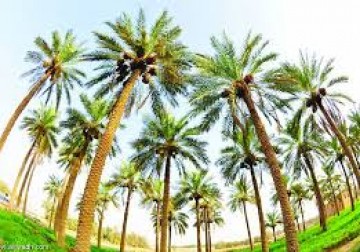النخيل  سحر الطبيعة
