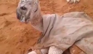بالفيديو : أثار الدهشة .. ولادة جمل بوجهين في الإمارات!